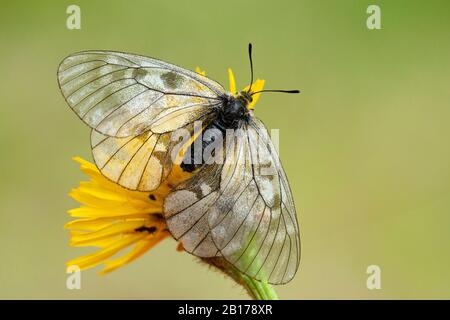 l'apollo nero (Parnassius mnemosyne), che si affaccia su un fiore, la Svizzera, il Vallese Foto Stock