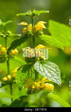 Ortica gialla, Arcangelo giallo, pianta di artiglieria, pianta di alluminio (Lamium galeobdolon, Galeobdolon luteum, Lamiastrum galeobdolon), fioritura, Olanda, Frisia Foto Stock