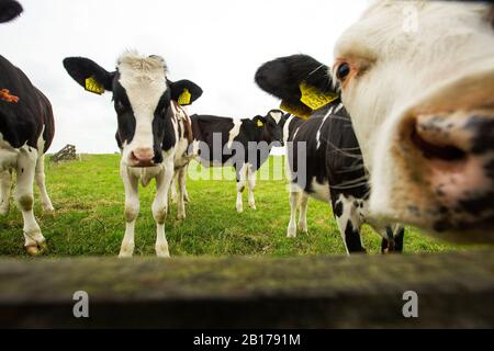 Bovini domestici (Bos primigenius F. taurus), guardando attraverso la recinzione da pascolo, Paesi Bassi, Frisia Foto Stock