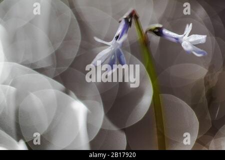 Lobelia d'acqua (Lobelia dortmanna), fioritura, riflessi di luce, Olanda, Drenthe, Dwingelderveld-Koelevaartsveen Foto Stock