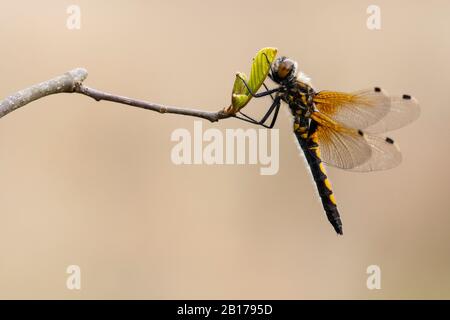 Darter nord bianco-affrontato, Darter nord Whitefronted (Leucorrinhia rubicunda, Leucorhinia rubicunda), su un ramo, i Paesi Bassi, Frisia, Delleboersterheide Foto Stock