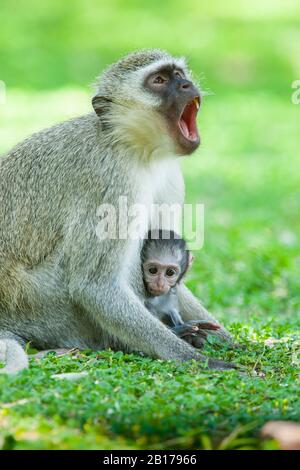 Vervet, scimmia Vervet (Chlorocebus pygerythrus), con cucciolo, Sud Africa, Mpumalanga, Kruger National Park Foto Stock
