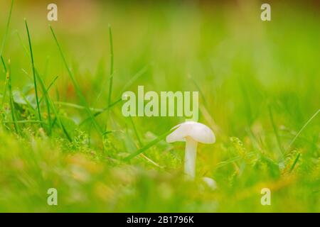 Nevoso waxcap (Hygrocybe virginea, Camarophyllus virgineus, Camarophyllus niveus), in erba, Paesi Bassi, Flevoland Foto Stock