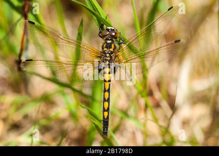 Darter nord bianco-affrontato, Darter nord Whitefronted (Leucorrhinia rubicunda, Leucorhinia rubicunda), femmina, Olanda, Frisia Foto Stock