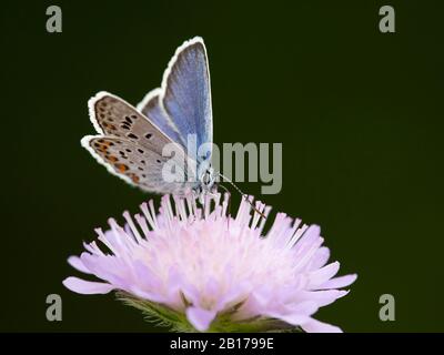 Blu argentato (Plebejus argus, Plebeius argus), si trova su un fiore scabioso, Germania, Renania Settentrionale-Vestfalia, Eifel Foto Stock