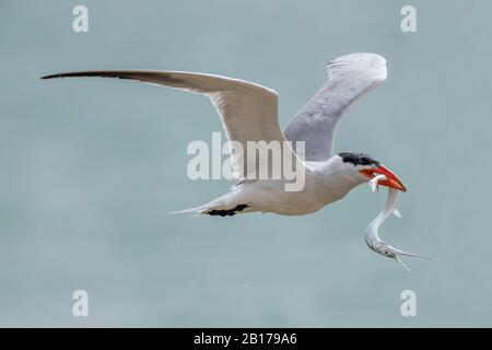 Caspia (Hydroprogne caspia, Sterna caspia), che vola con un pesce sopra il Banc d'Arguin, Mauritania Foto Stock