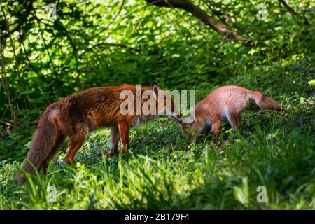 Volpe rossa (Vulpes vulpes), vixen sniffing alla sua volpe cub, vista laterale, Svizzera, San Gallo Foto Stock