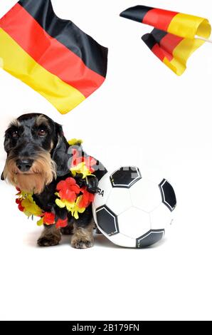 Dachshund, cane da salsiccia con capelli A Filo, cane domestico (Canis lupus F. familiaris), tifoso per il calcio tedesco, vista frontale Foto Stock