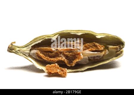 Cardamomo reale (Elettraria cardamomum, Amomum cardamon), baccello essiccato tagliato Foto Stock