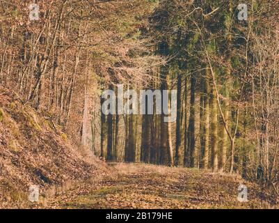Sentiero circondato da alberi e natura in un pomeriggio invernale vicino ad Amorbach, Germania Foto Stock