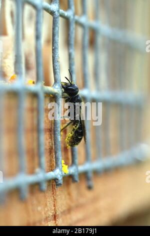 Ape a forbice (Osmia florisonmis, Chelostoma florisomne), in un insetto hotel, Germania, Renania Settentrionale-Vestfalia, Ruhr Area Foto Stock