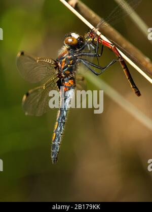 Darter nord bianco-affrontato, Darter nord Whitefronted (Leucorrinhia rubicunda, Leucorhinia rubicunda), alimentazione femminile su Damigella grande rossa, nymphula di Pirrhosoma, Paesi Bassi, Frisia Foto Stock