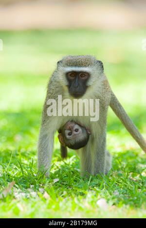 Vervet, scimmia Vervet (Chlorocebus pygerythrus), con cucciolo sotto il ventre, Sud Africa, Mpumalanga, Kruger National Park Foto Stock
