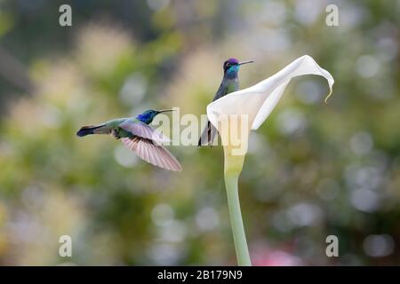 Un violetear minore (Colibri cianotus, a sinistra) e un Hummingbird Talamanca (Eugenes spectabilis, a destra) nella foresta nube di San Gerardo de Dota, Costo Foto Stock