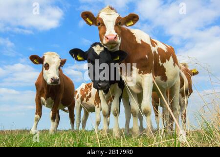 Bovini domestici (Bos primigenius F. taurus), prato con mucche, Paesi Bassi, Frisia, Leekstermeer Foto Stock