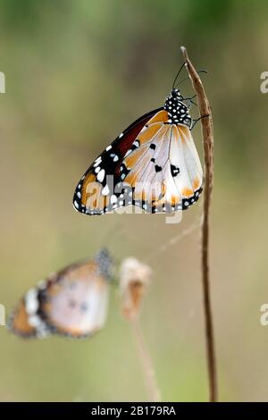 Tigre semplice, regina africana (Danaus chrysippus), due tigri semplici su gambi, Gambia Foto Stock