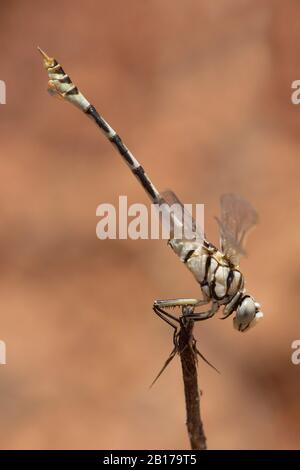 Bladetail (Lindenia tetraphylla), maschio, tacchino Foto Stock