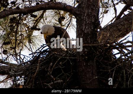 Aquile calve Foto Stock