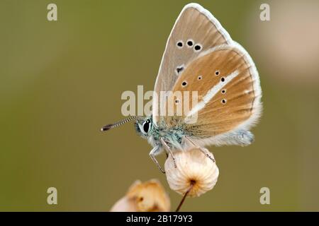 Damon Blue (Polyommatus damon, Agrodiaetus damon), si trova su un fiore appassito, Italia, Aosta Foto Stock