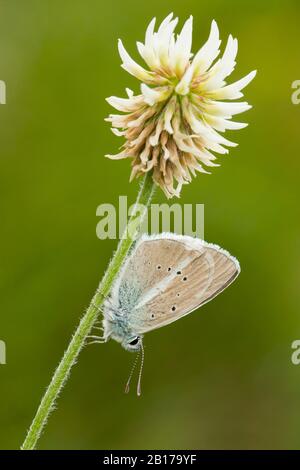 Damon Blue (Polyommatus damon, Agrodiaetus damon), si trova sul trifoglio bianco, Italia, Aosta Foto Stock