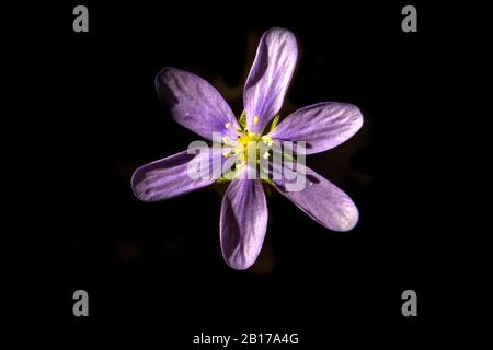 Hepatica liverleaf, liverwort americano (Hepatica nobilis, Anemone hepatica), fiore su sfondo nero, Svizzera, Vallese Foto Stock