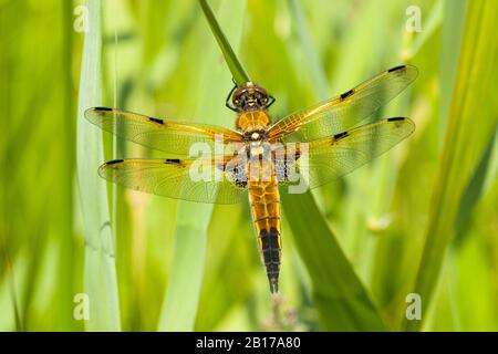 libellula a quattro macchie, chaser a quattro macchie, quattro punti (Libellula quadrimaculata), femmina seduta su una lama di erba, vista dall'alto, Paesi Bassi Foto Stock