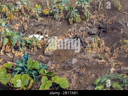 Gatto domestico, gatto casa (Felis silvestris F. catus), con preda in un cerotto vegetale, vista laterale, Isole Cap Verde Foto Stock