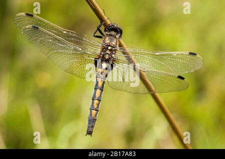 Darter nord bianco-affrontato, Darter nord Whitefronted (Leucorrinhia rubicunda, Leucorhinia rubicunda), femmina, Olanda, Gelderland Foto Stock