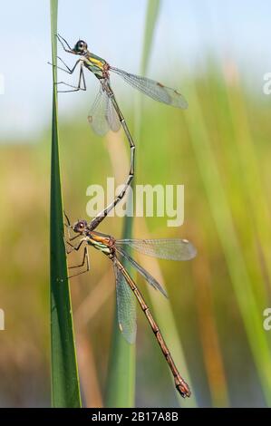 Willow mererald damselfly (Lestes viridis, Chalcolestes viridis), coppia di accoppiamento, Paesi Bassi, Paesi Bassi del Nord Foto Stock