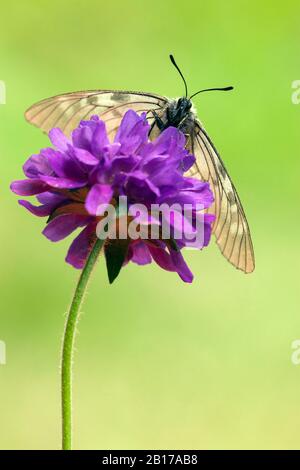 l'apollo nero (Parnassius mnemosyne), che si affaccia su un fiore, la Svizzera, il Vallese Foto Stock