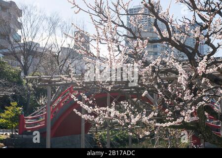 Kameido Tenjinsha Ume Festival, Koto-Ku, Tokyo, Giappone Foto Stock