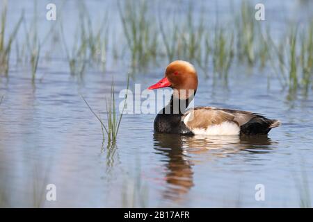 Red-Crested pochard (Netta rufina), nuoto drake, vista laterale, Spagna, Isole Baleari, Maiorca Foto Stock