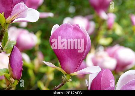 Piattino magnolia (Magnolia x Soulangiana 'Lennei', Magnolia x Soulangiana Lennei, Magnolia Soulangiana, Magnolia x Soulangeana, Magnolia Soulangeana), cultivar Lennei Foto Stock