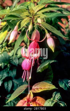 Fuchsia Waveney sorpresa con fiori oltre il bordo del cestello appesi fiori di colore rosa set contro il giallo-verde fogliame ideale per contenitori e frontiere Foto Stock