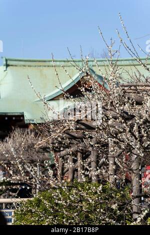 Kameido Tenjinsha Ume Festival, Koto-Ku, Tokyo, Giappone Foto Stock