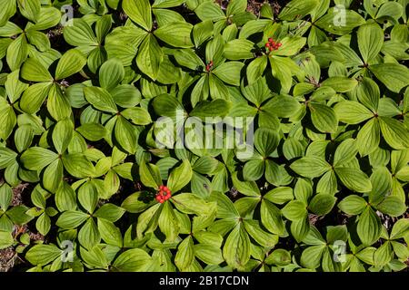 Bunchberry, Cornus canadensis, frutta nel Mount Robson Provincial Park, British Columbia, Canada Foto Stock