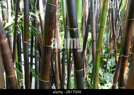 Timor Black Bamboo, una pianta tropicale dell'Indonesia Foto Stock