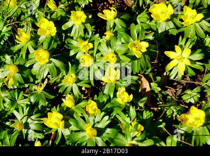 Fiori gialli d'aconite invernale fioriscono in primavera Foto Stock