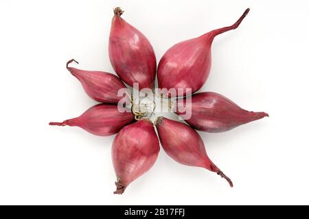 Cipolla rossa per piantare vista dall'alto. Piccole teste di cipolla su sfondo bianco. Le cipolle giovani lilla sono disposte in cerchio. Foto Stock