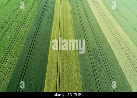 Veduta aerea di file di campi agricoli in diversi colori verdi. Franconia, Baviera, Germania. Foto Stock