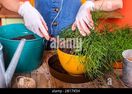 Primo piano di donna che respinge Rhippsalis sulla sua terrazza Foto Stock