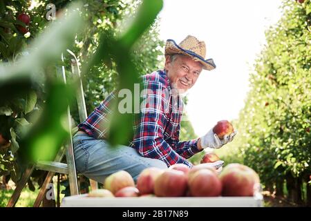 Frutticoltore seduto in scala, tenendo la mela nel suo frutteto Foto Stock