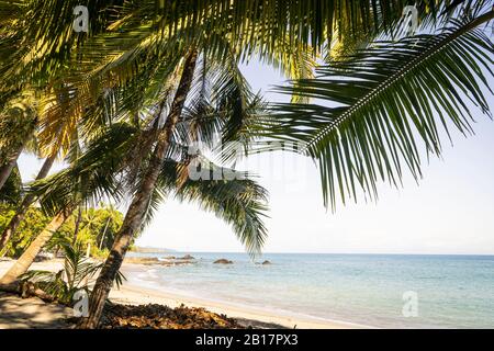 Costa Rica, Provincia di Puntarenas, Montezuma, alberi di palma che crescono sulla spiaggia costiera Foto Stock