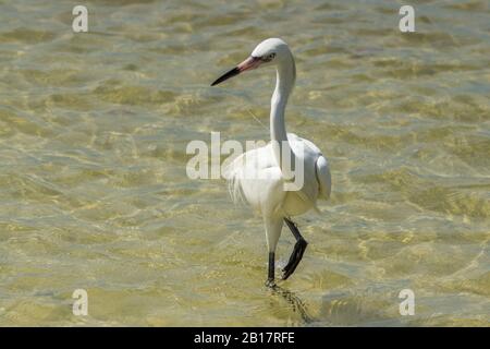 Rosso Egret - morfo bianco Foto Stock