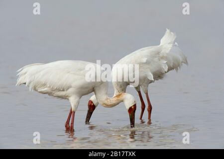 Gru siberiane (Leucogeranus leucogeranus), nutrimento presso la Wuxing Farm, Nanchang, nel bacino del lago di Poyang, nella Cina centro-orientale Foto Stock