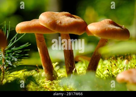 Gemeines Stockschwämmchen (Kuehneromyces Mutabilis) Tatzelwurm, Sudelfeld, Oberbayern, Bayern, Deutschland, Foto Stock