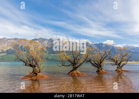 Nuova Zelanda, Oceania, Isola del Sud, Otago, Alpi della Nuova Zelanda, Glenorchy, alberi di Willow che crescono nel Lago Wakatipu Foto Stock