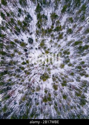 Russia, regione di Leningrado, veduta aerea della foresta invernale Foto Stock
