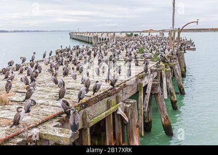 Oceania, Nuova Zelanda, South Island, Southland, Otago, Oamaru, Sumpter Wharf, cormorani australiani pied (Phalacrocorax varius) sul molo Foto Stock