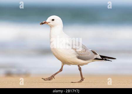 Nuova Zelanda, Oceania, Isola del Sud, Otago, Sud-est, Costa dei Catlins, Gull Rosso (Chroicocephalus sccopulinus) a piedi e nella Baia di Purakaunui Foto Stock